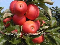 Malus domestica 'Elstar'