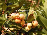 Arbutus unedo Arbutus unedo