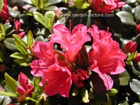 Azalea 'Kazuko' (GEISHA RED)