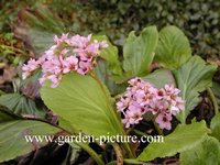 Bergenia cordifolia
