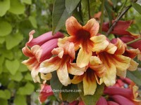 Bignonia
