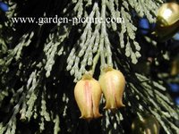 Calocedrus decurrens