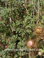 Hippocrepis