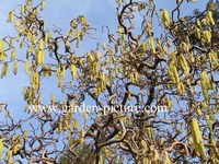 Corylus avellana 'Contorta'