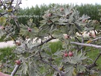 Crataegus orientalis