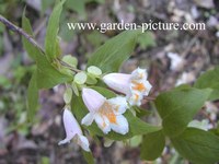 Dipelta yunnanensis