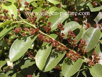 Distylium racemosum Distylium racemosum
