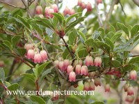 Enkianthus campanulatus 'Victoria'