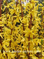 Forsythia intermedia 'Lynwood'