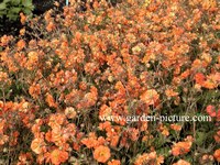 Geum chiloense 'Dolly North'
