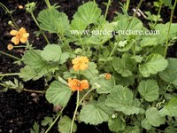 Geum 'Prinses Juliana'