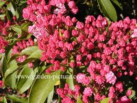 Kalmia latifolia 'Olympic Fire'