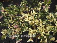 Ligustrum japonicum 'Silver Curls'