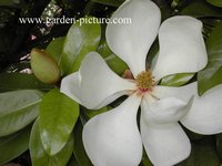 Magnolia grandiflora