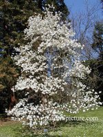 Magnolia loebneri 'Merrill'