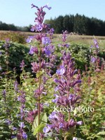 Nepeta clarkei