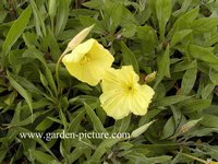 Oenothera macrocarpa