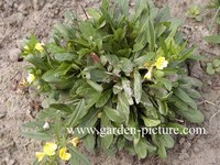 Oenothera perennis