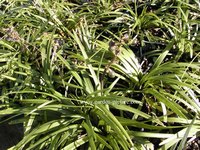 Ophiopogon planiscapus