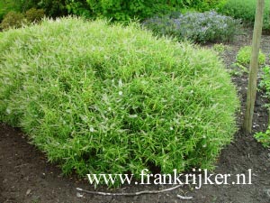 Hebe 'Kirkii'