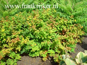Hypericum inodorum 'Annebel'