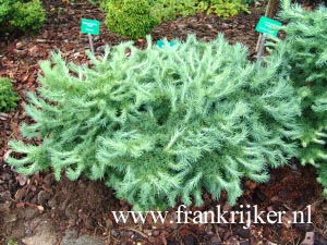 Larix kaempferi 'Blue Ball'