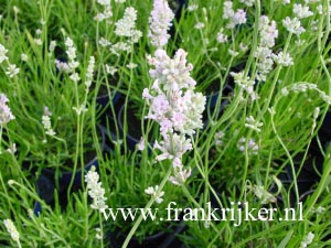 Lavandula angustifolia 'Rosea'