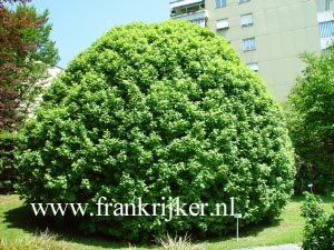 Prunus padus 'Nana'