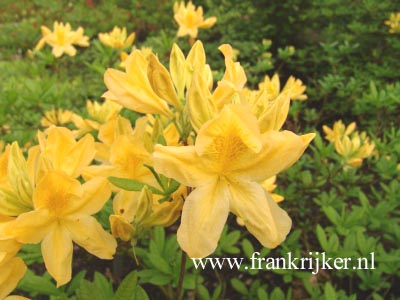 Azalea 'Directeur Moerlands'