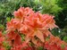 Azalea 'Von Gneist'
