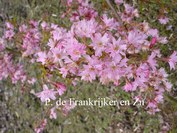 Prunus subhirtella 'Fukubana'