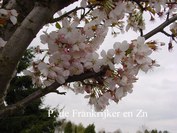 Prunus 'Pandora'