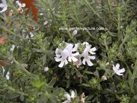 Westringia