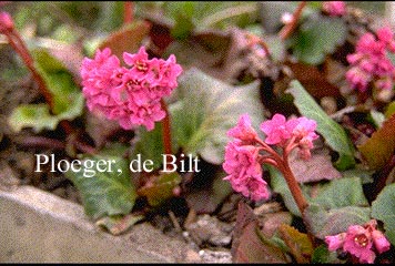Bergenia 'Abendglut'