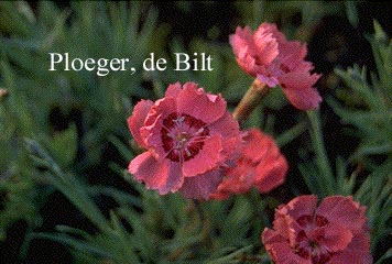 Dianthus gratianopolitanus 'Rotkaeppchen'