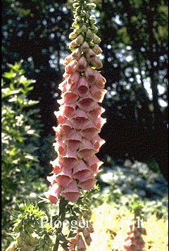 Digitalis 'Mertonensis'