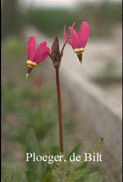 Dodecatheon pulchellum 'Red Wing'