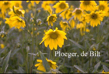 Helianthella