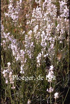 Lavandula angustifolia 'Alba'