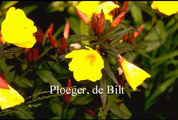 Oenothera fruticosa 'Sonnenwende'