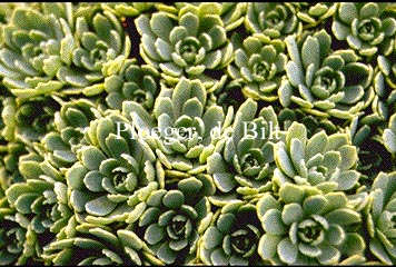 Sedum pachycarpos