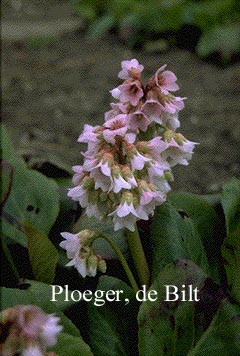 Bergenia 'Baby Doll'