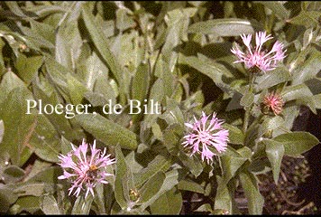 Centaurea montana 'Carnea'