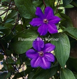 Clematis 'Semu'