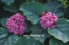 Clerodendrum bungei
