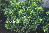 Hedera helix 'Humpty Dumpty'