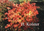 Euonymus alatus 'Macrophyllus'