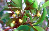 Kadsura japonica