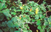 Salix nakamurana yezoalpina