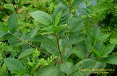 Aronia mitschurinii